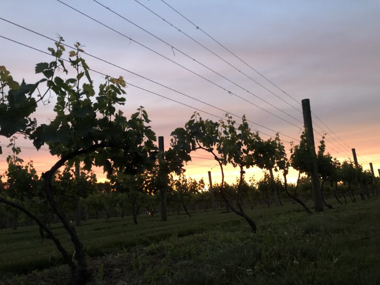 Vineyards on line