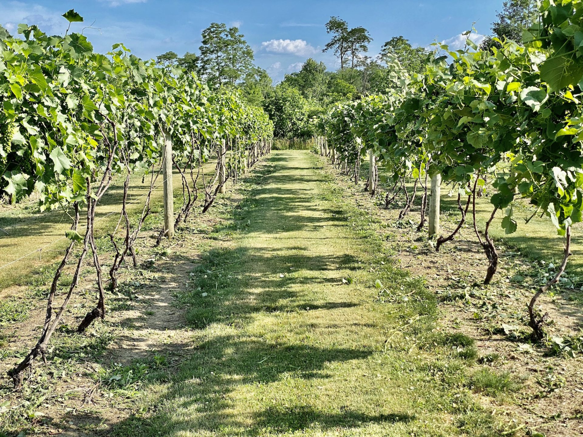 Vines