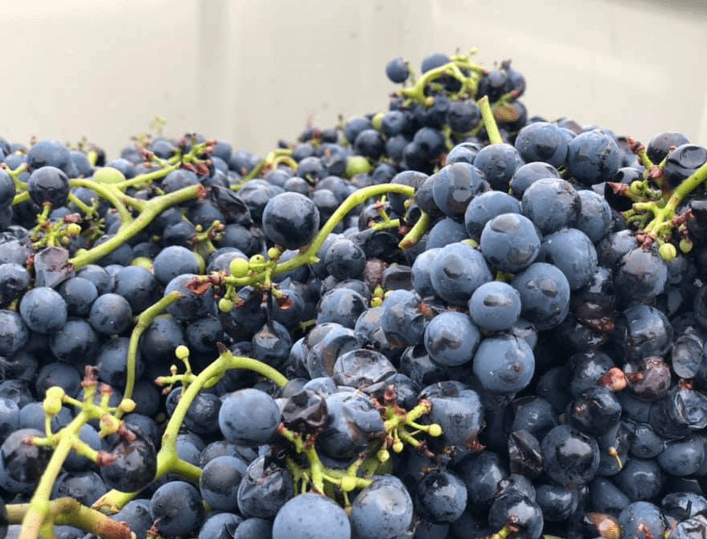 GreatWine_Grapes_1440x1099-min